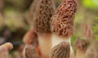 種植羊肚菌需要注意的地方有哪些？